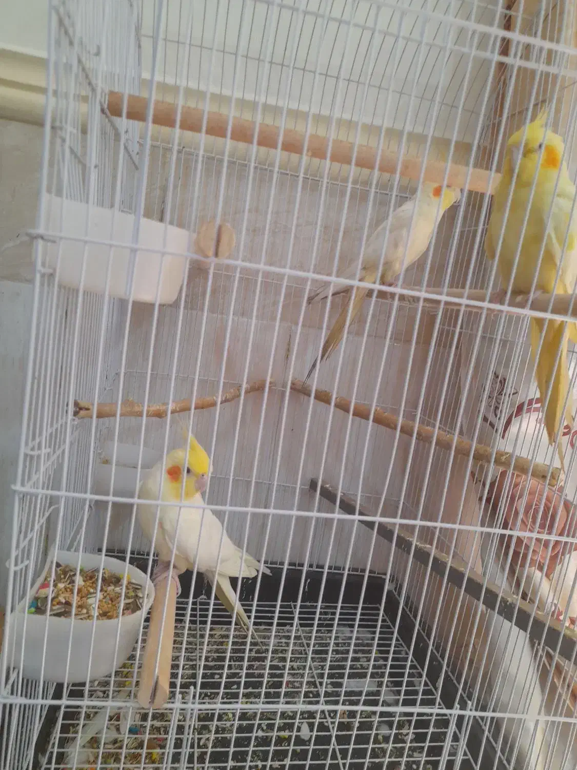 سه عدد عروس هلندی|پرنده|زاهدان, |دیوار