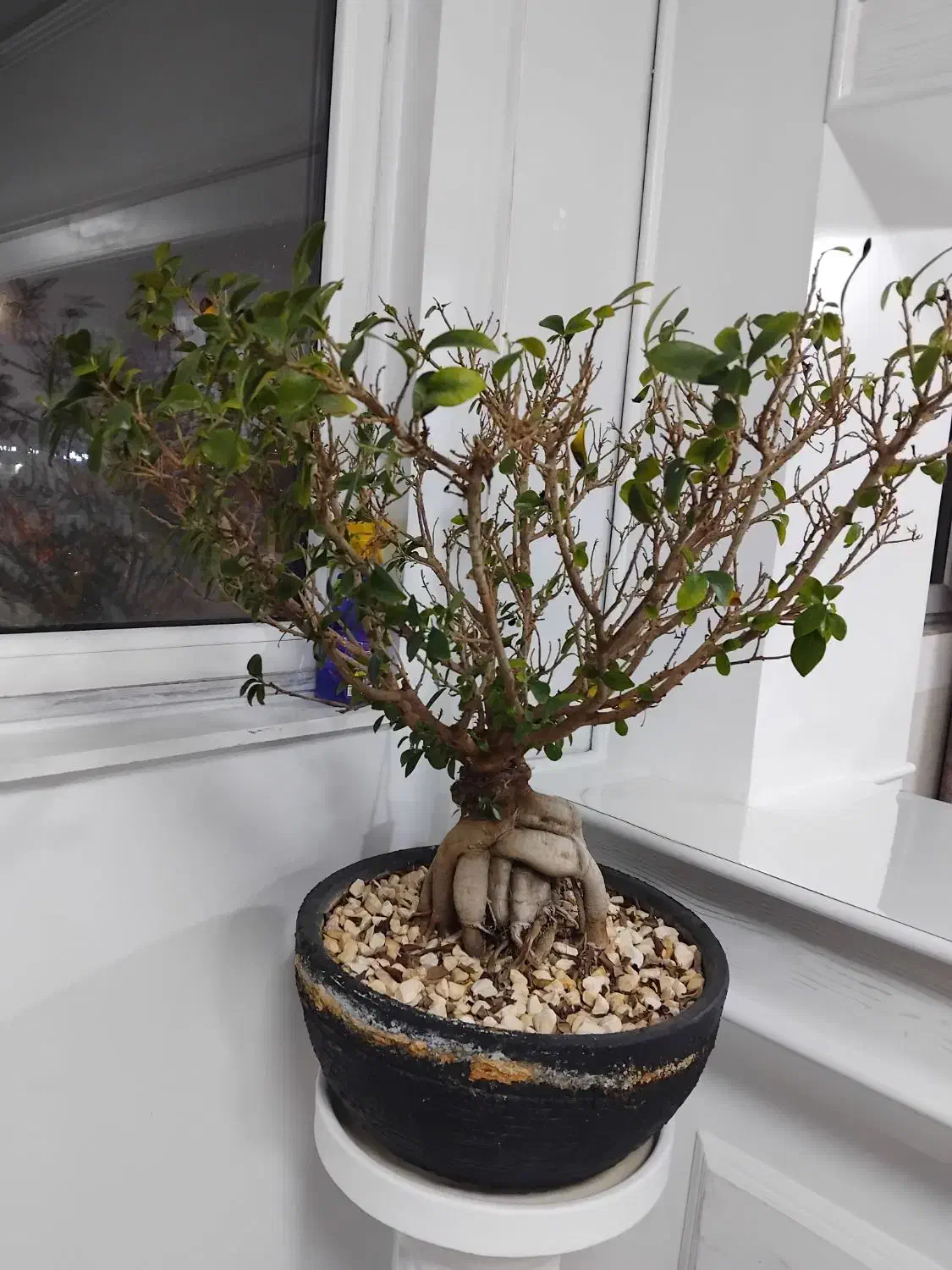 گل طبیعی بن سای جینسینگ|گل و گیاه طبیعی|مشهد, فدک|دیوار