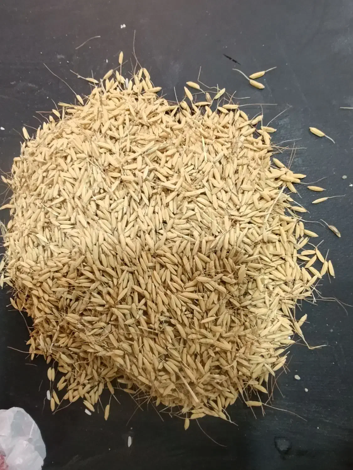 برنج ایرانی ممان|عمده‌فروشی|میانه, |دیوار