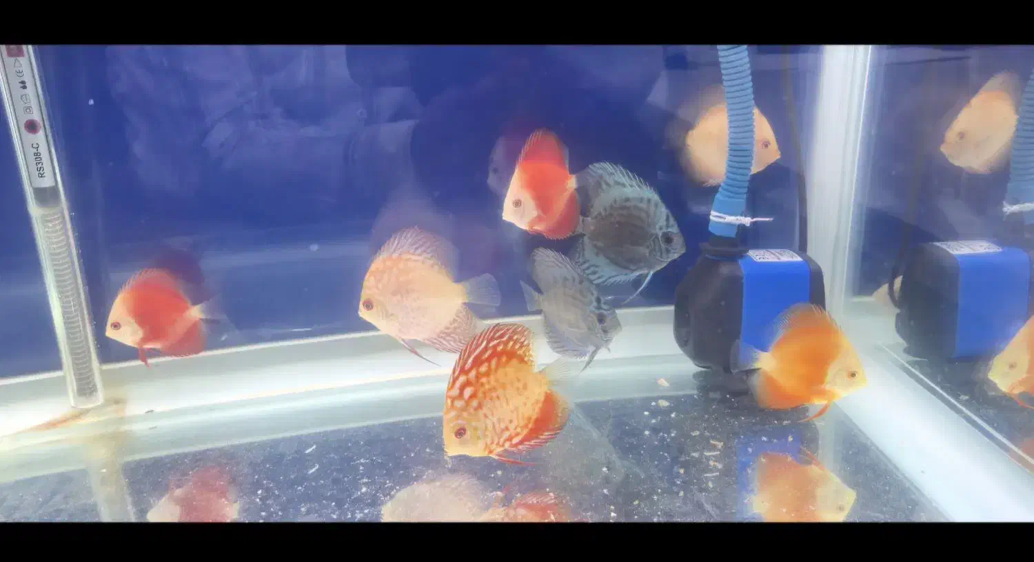 ماهی دیسک|ماهی|امیدیه, |دیوار