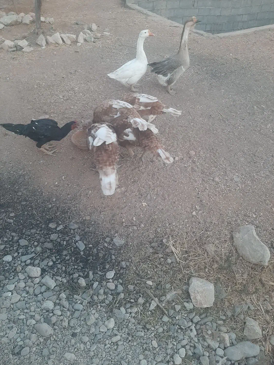 ۴ تا بوقلمون بوربور|حیوانات مزرعه|بیستون, |دیوار