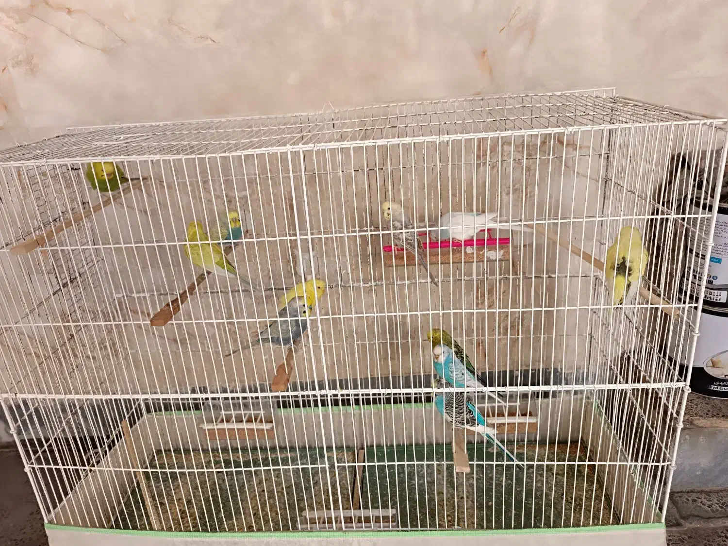 مرغ عشق|پرنده|دوگنبدان, |دیوار