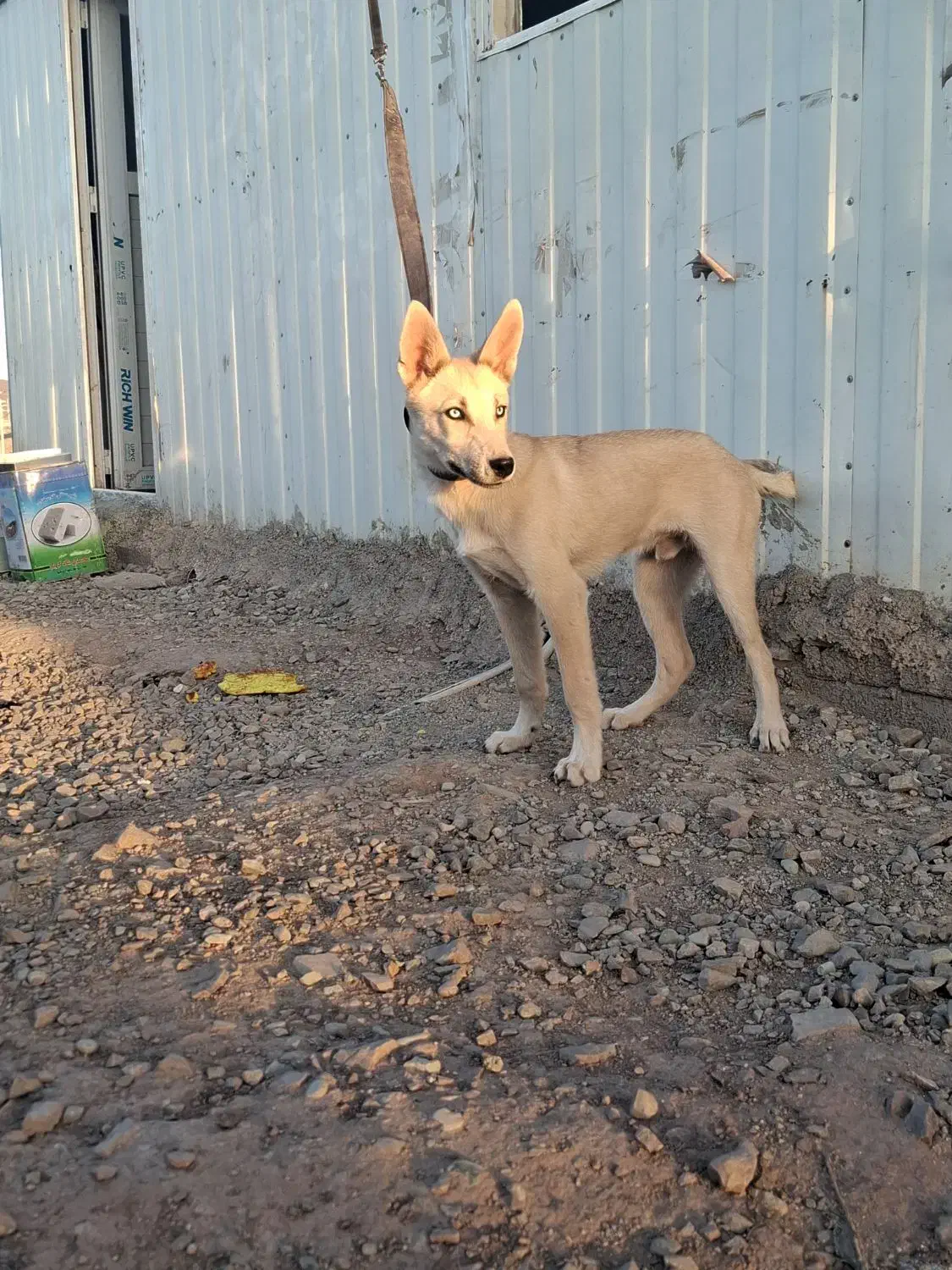 فروش|سگ|کرج, اخترآباد|دیوار