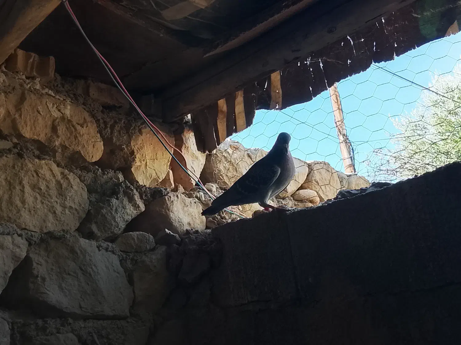 کبوتر مسافتی|پرنده|زرین آباد, |دیوار