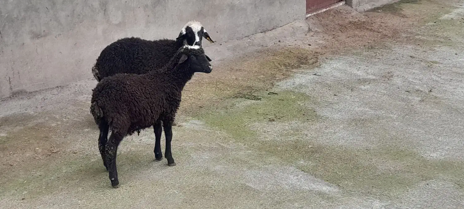 2عدد بره|حیوانات مزرعه|نوشهر, |دیوار