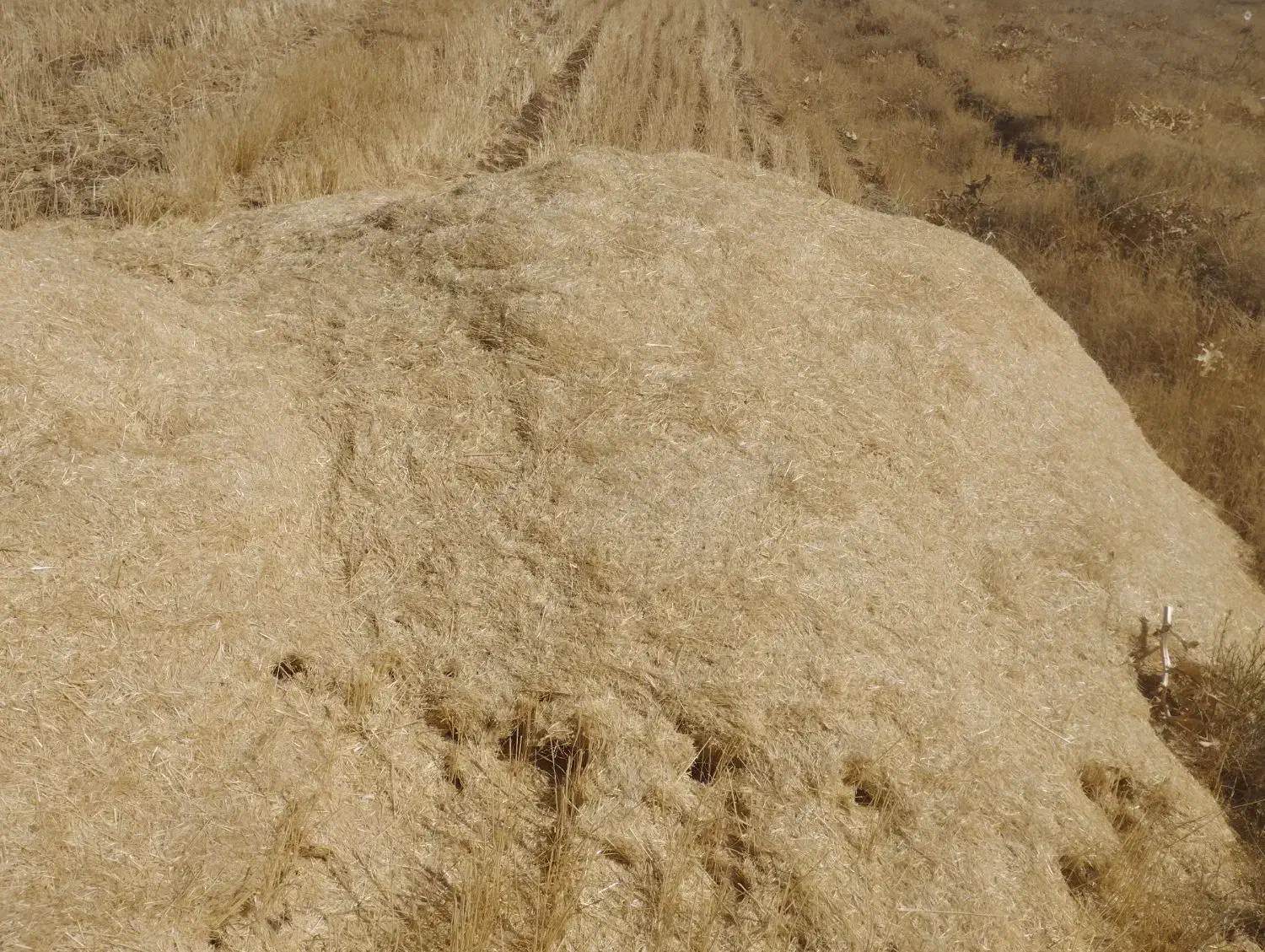 فروش 100تن کاه ریز|عمده‌فروشی|حسین آباد, |دیوار