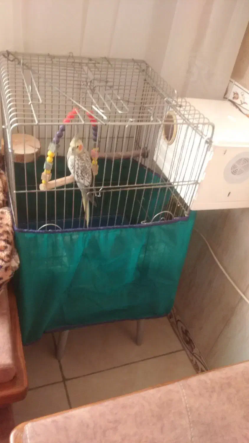 پرنده|پرنده|اسلامآباد غرب, |دیوار