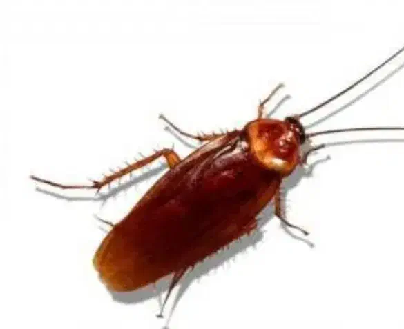 سوسک کشی|خدمات نظافت|اردبیل, |دیوار