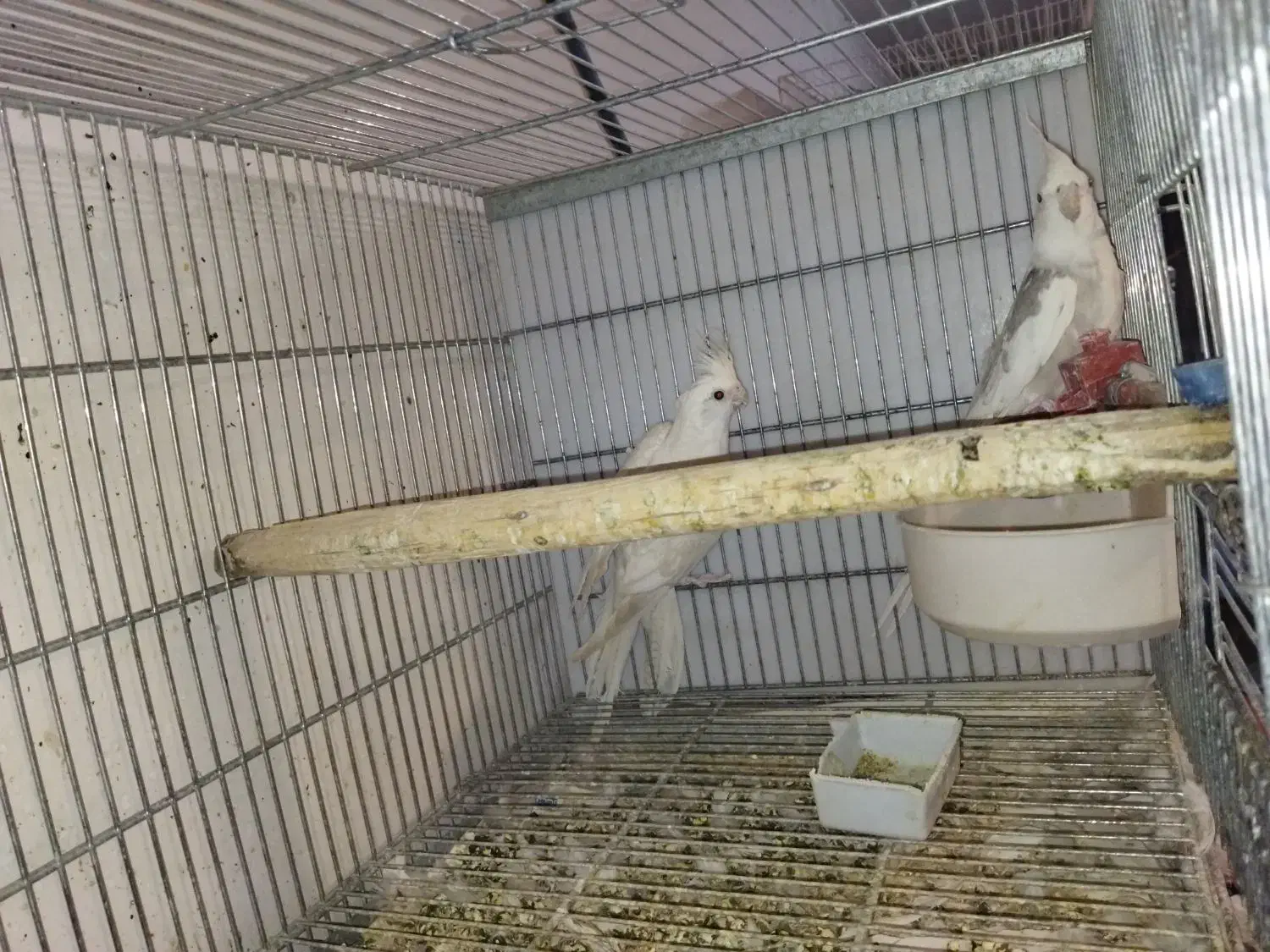 عروس هلندی بهمراه جوجه|پرنده|خمینیشهر, |دیوار