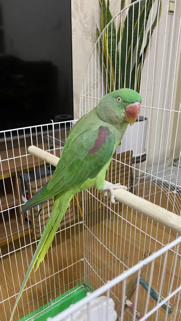 شاه طوطی (با یه جفت ملنگو معاوضه میکنم)|پرنده|رباطکریم, رباطکریم|دیوار