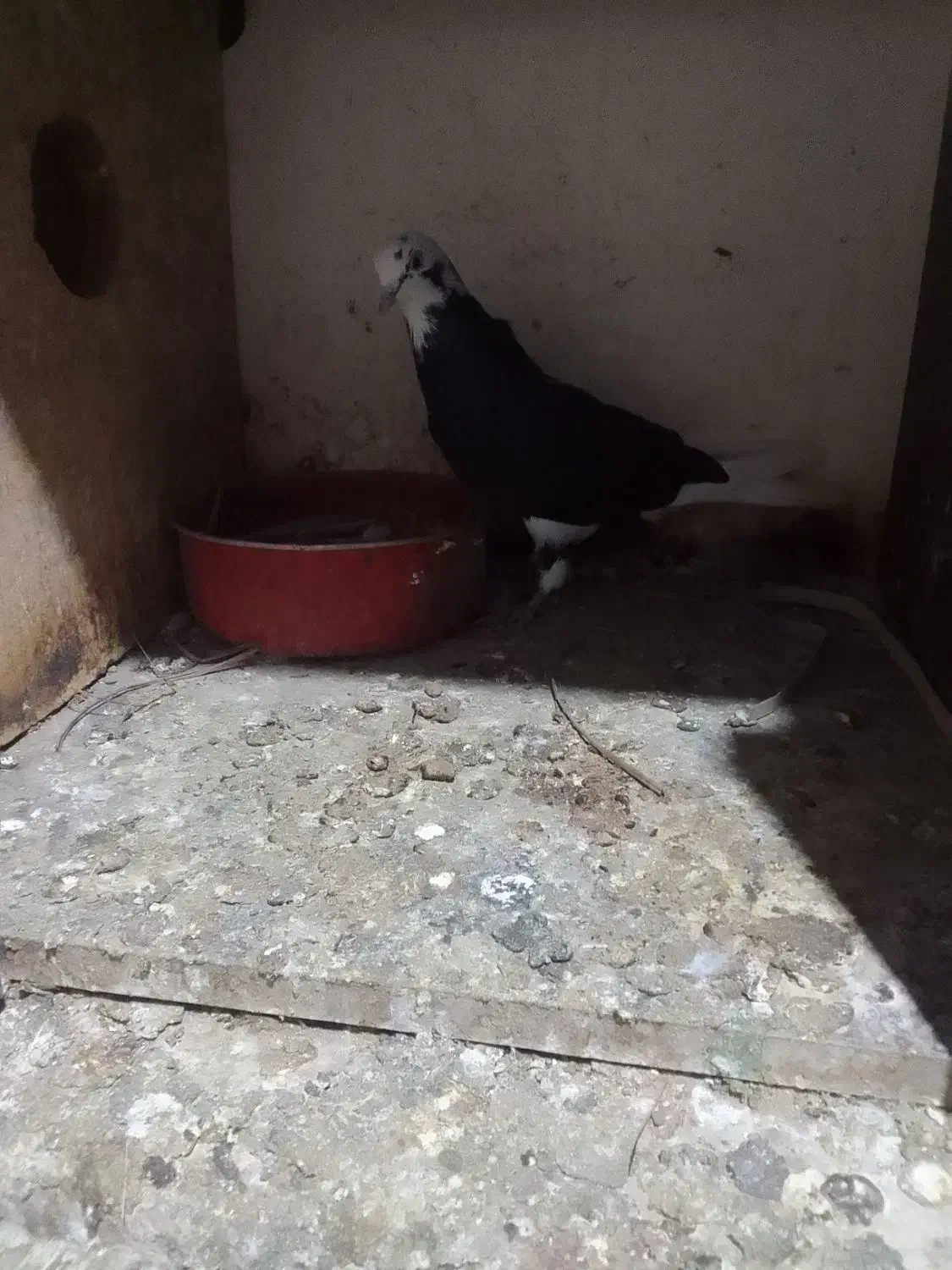 کبوترهای شازده سبزوشازده سیاه بسیارزیبا|پرنده|قائمشهر, |دیوار