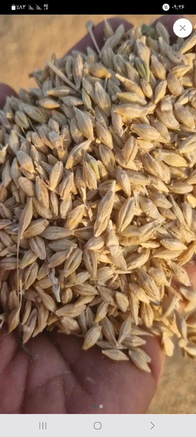 جو آبی|گل و گیاه طبیعی|فریدونشهر, |دیوار