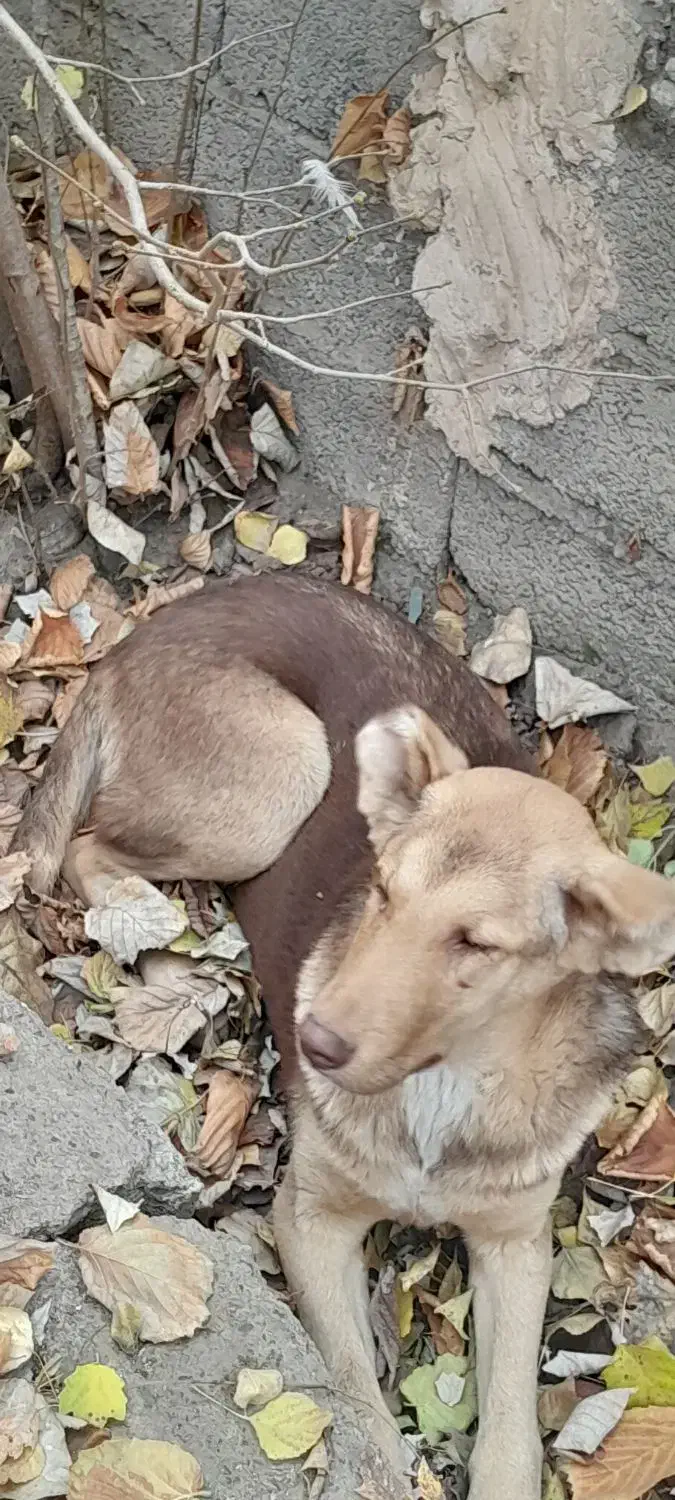 سگ نر برای نگهبانی،توله ماده عراقی|سگ|فیرورق, |دیوار