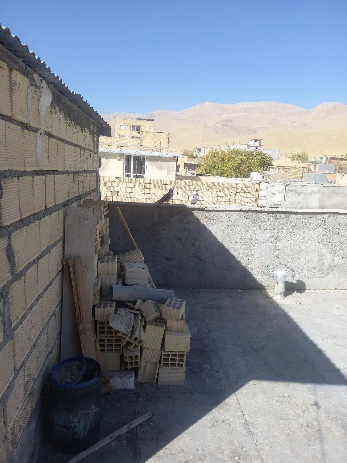 پرنده کبوتر|پرنده|فارسان, |دیوار