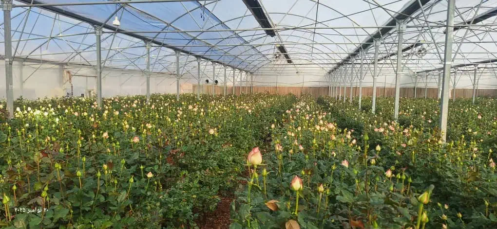 نیازمند کارشناس کشاورزی و اشنا به گلخانه|استخدام صنعتی، فنی، مهندسی|هشتگرد, ایقربلاغ|دیوار