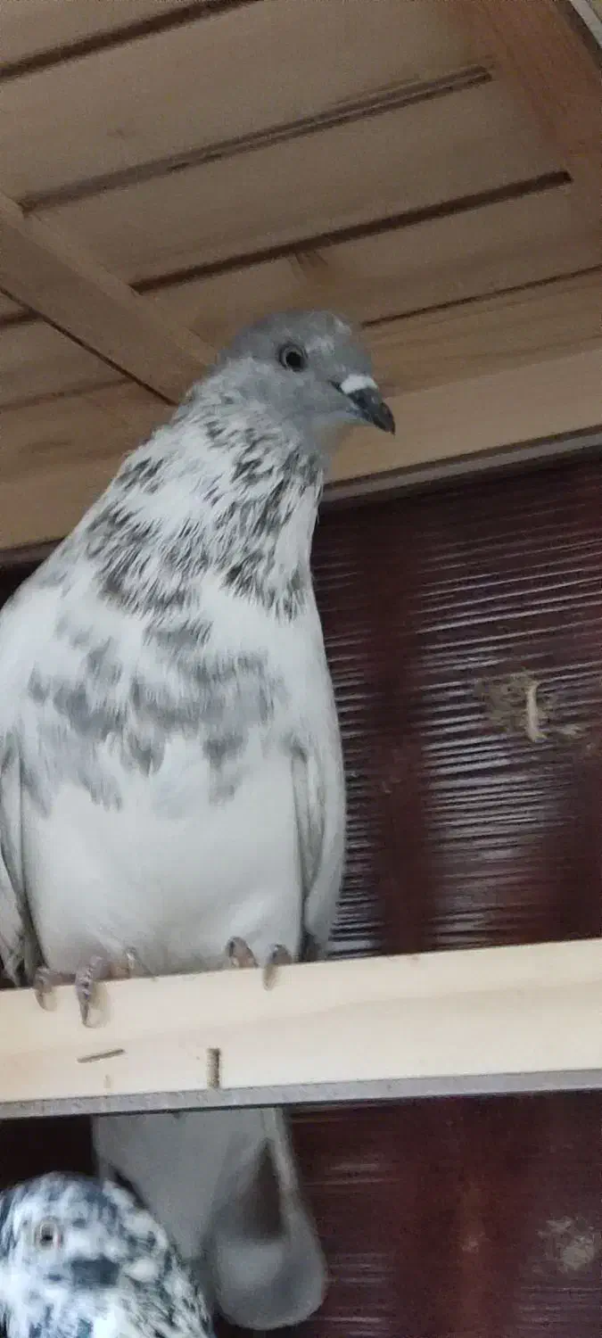 کبوتر|پرنده|رشت, انصاری|دیوار