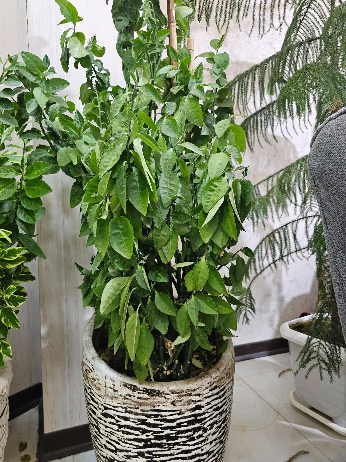 گل پدیلانتوس|گل و گیاه طبیعی|اصفهان, کارلادان|دیوار