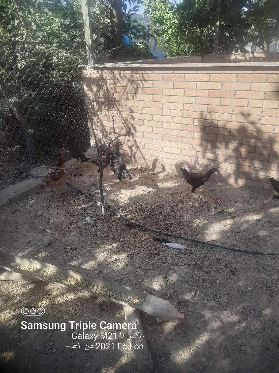 مرغ و خروس لاری|حیوانات مزرعه|پاکدشت, پاکدشت (مامازند)|دیوار