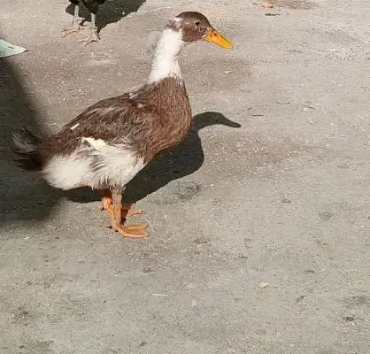 اردک|حیوانات مزرعه|باوی, |دیوار