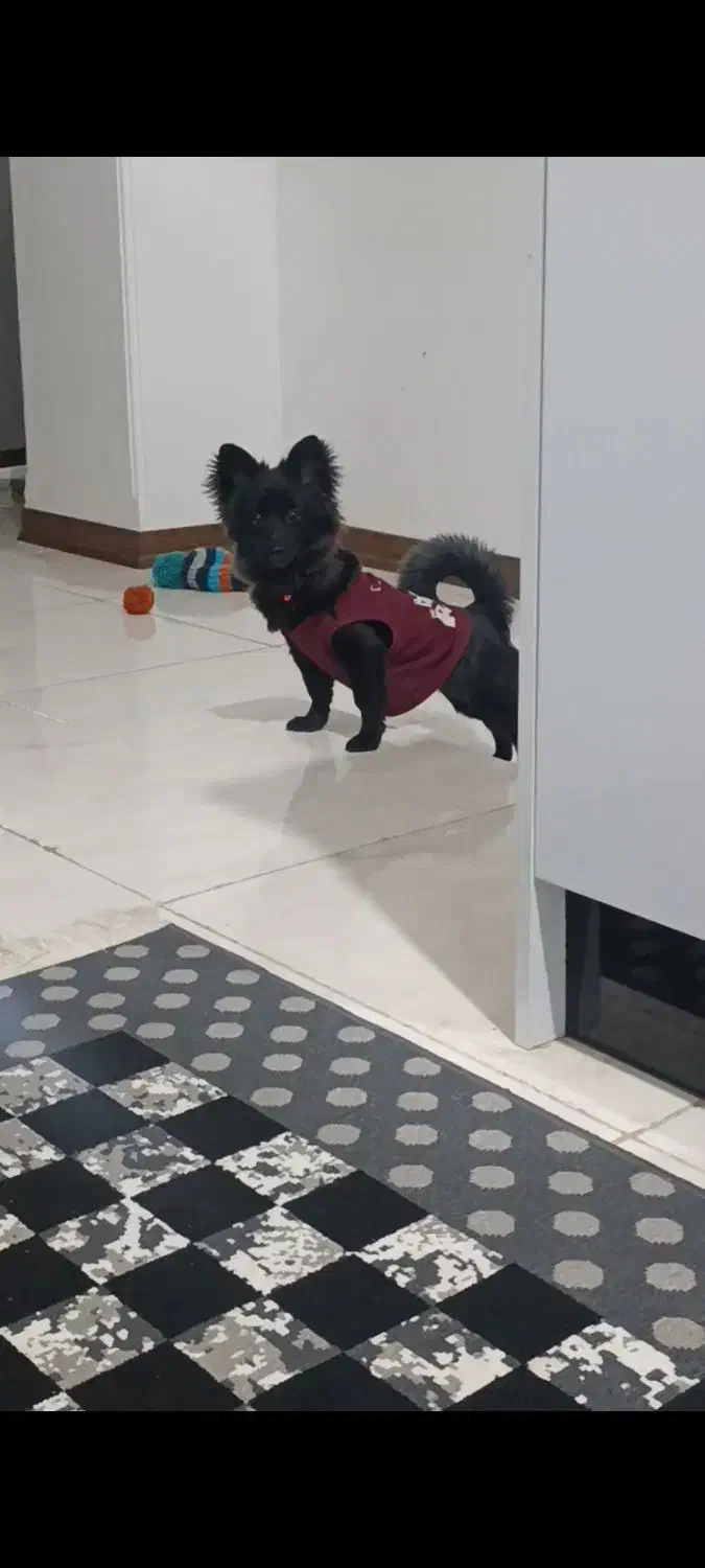 پامر روباهی شیش ماهه|سگ|صباشهر, |دیوار