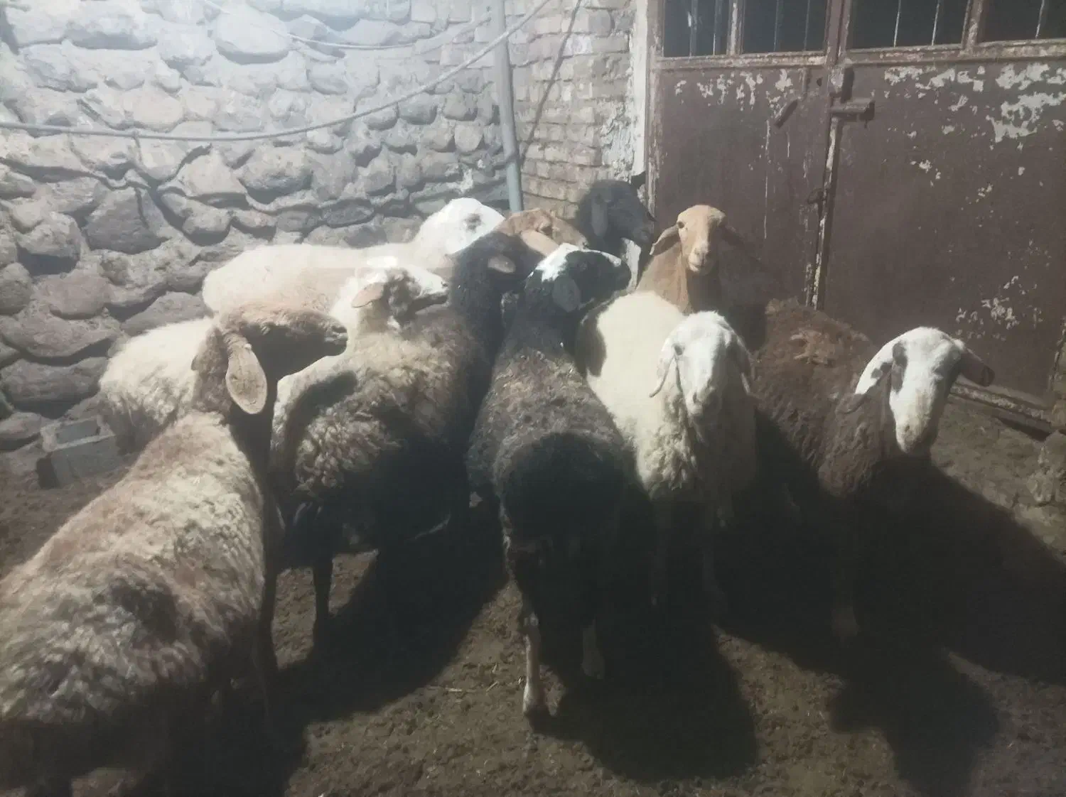 میش گله ای درشت فروشی|حیوانات مزرعه|سده (خراسان جنوبی), |دیوار