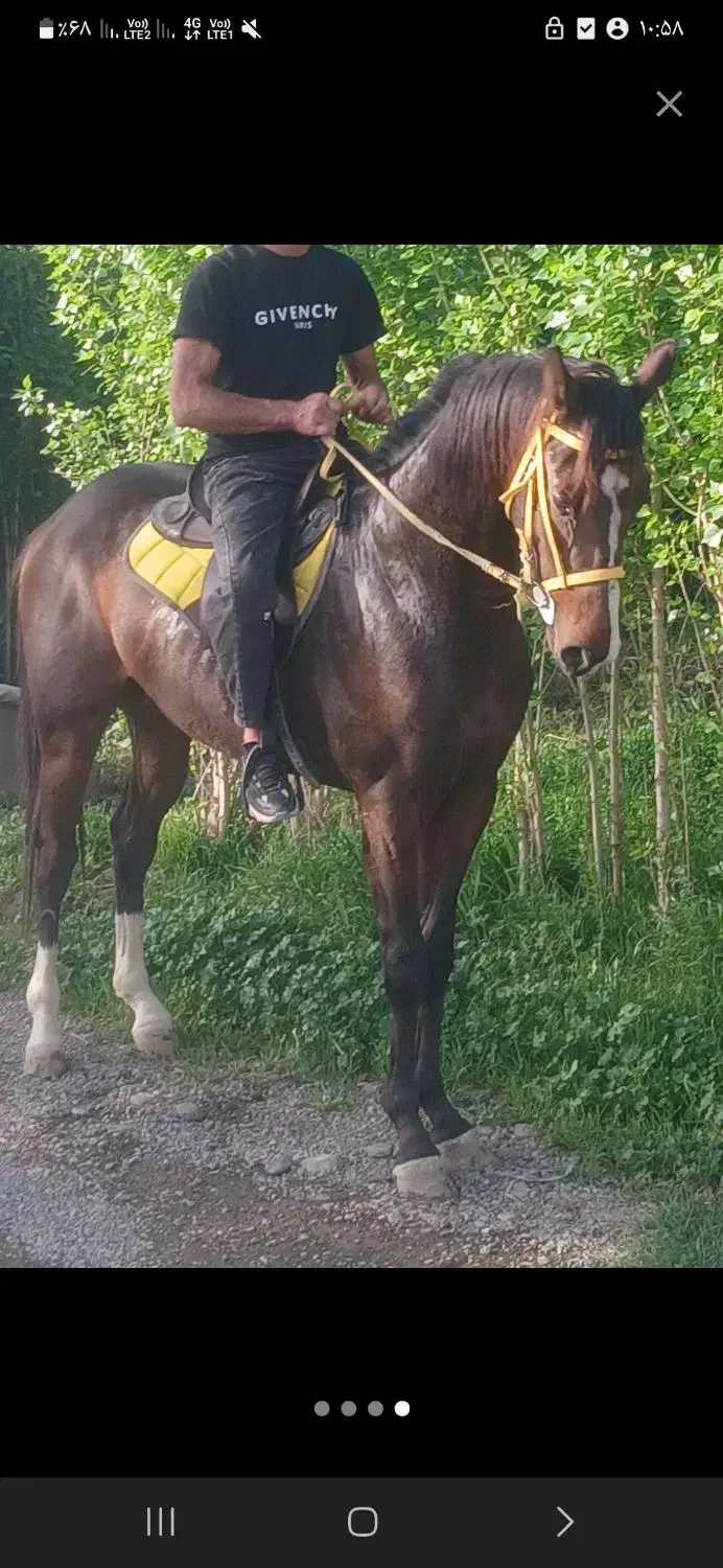 دوعدد نریان تروبرد|اسب و تجهیزات اسبسواری|خاوران, |دیوار