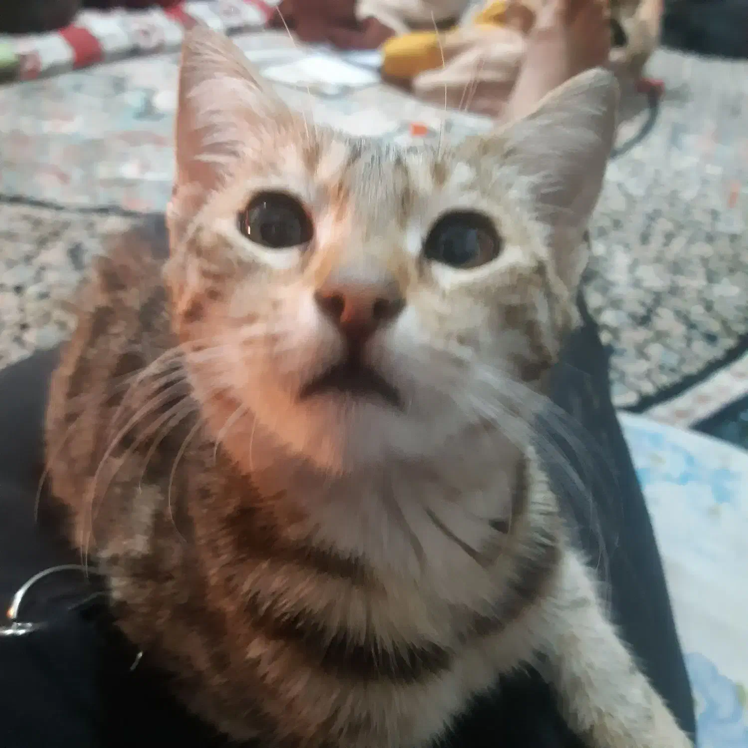 گربه کاملا اهلی وخونگی|گربه|گرگان, |دیوار