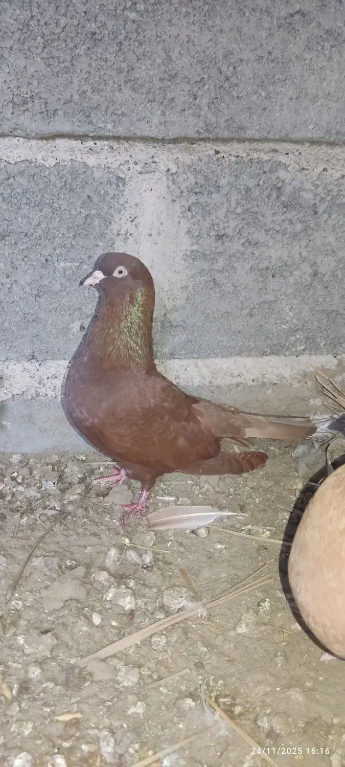 یک جفت کبوتر درجایی|پرنده|میناب, |دیوار