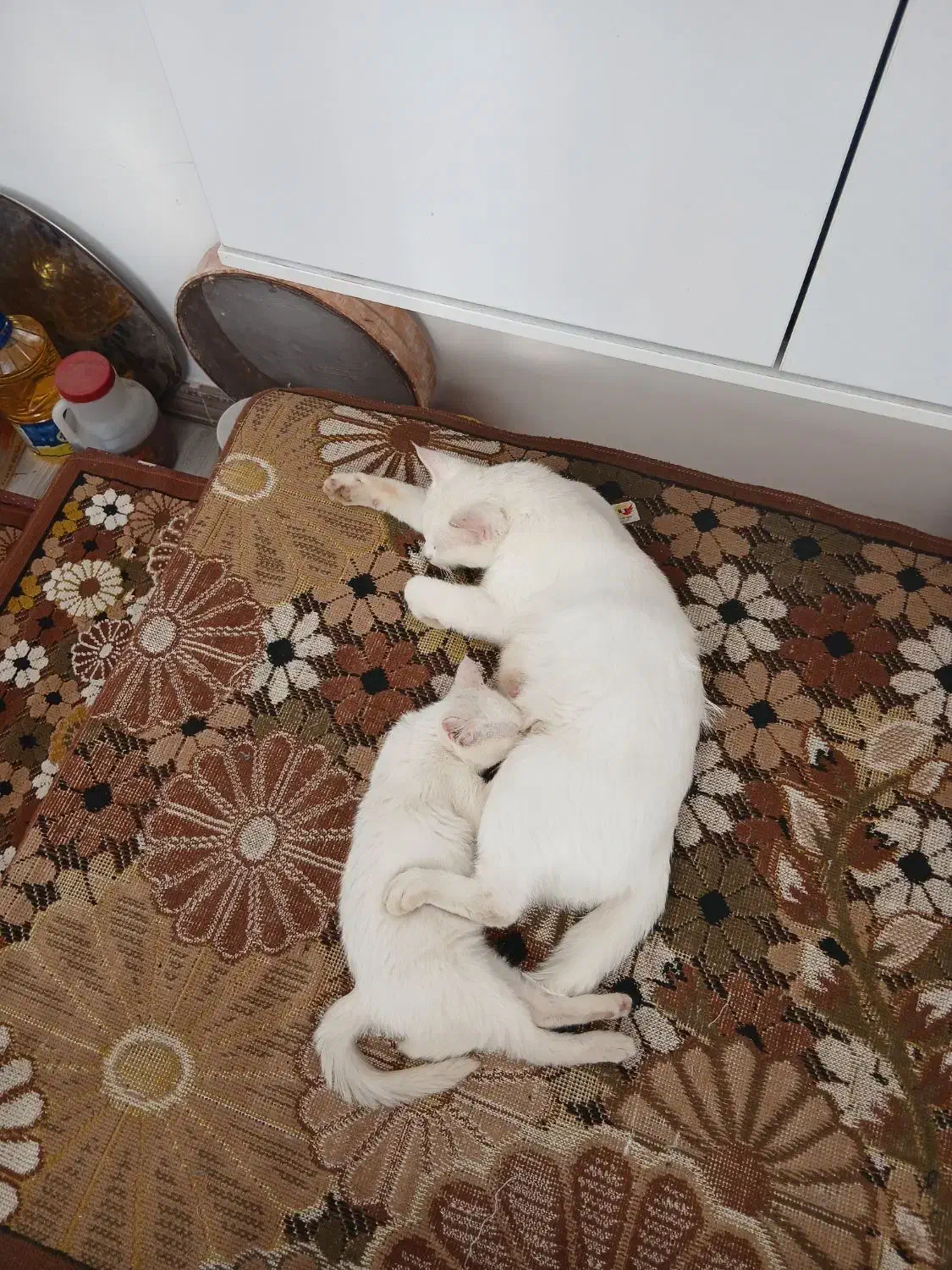 گربه|گربه|رحیمآباد, |دیوار