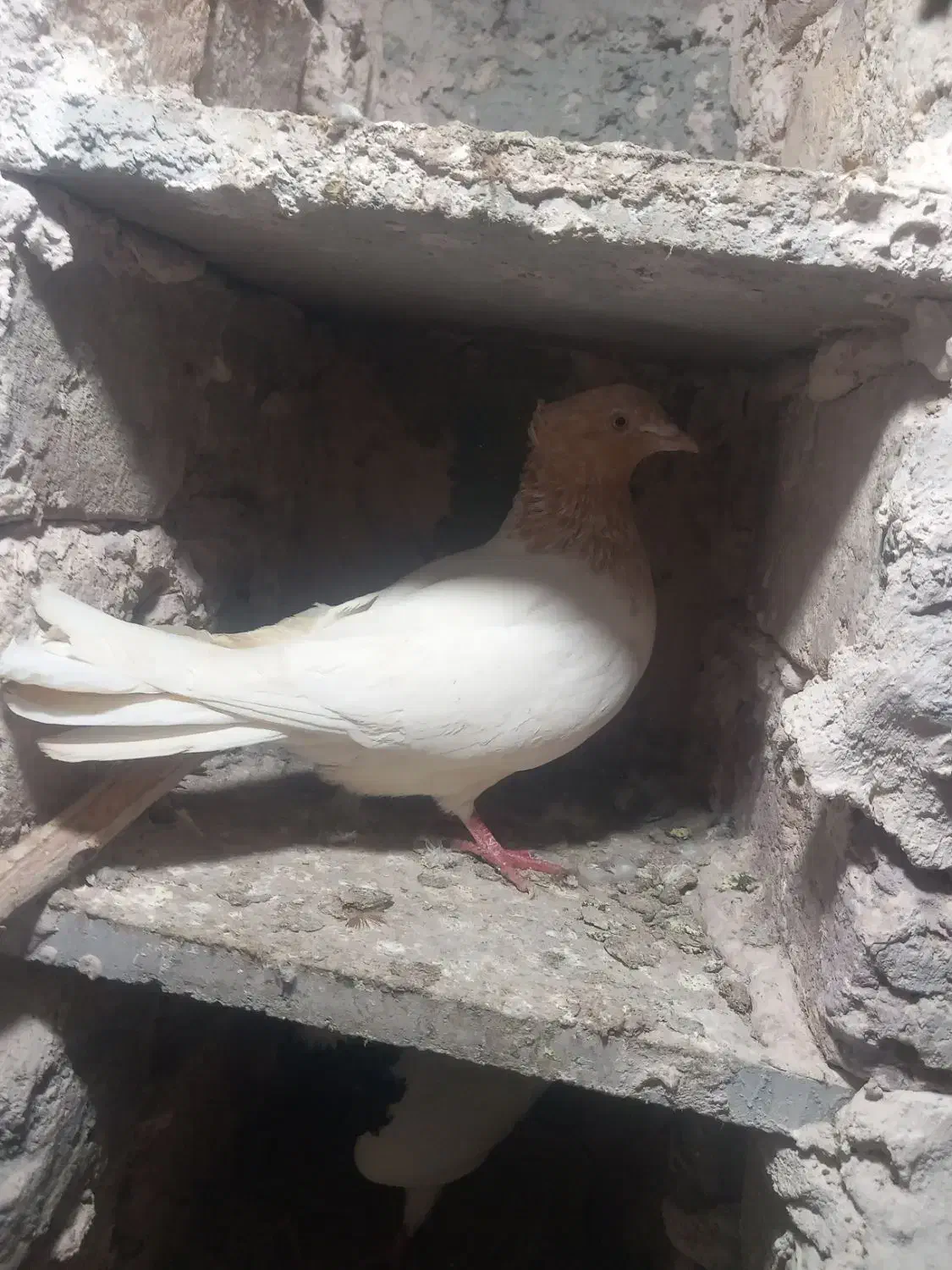 کبوتر|پرنده|نیشابور, مازول|دیوار