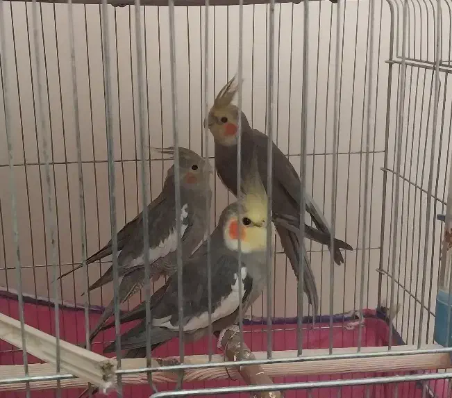 سه تا عروس هلندی فروشی|پرنده|چمران, |دیوار