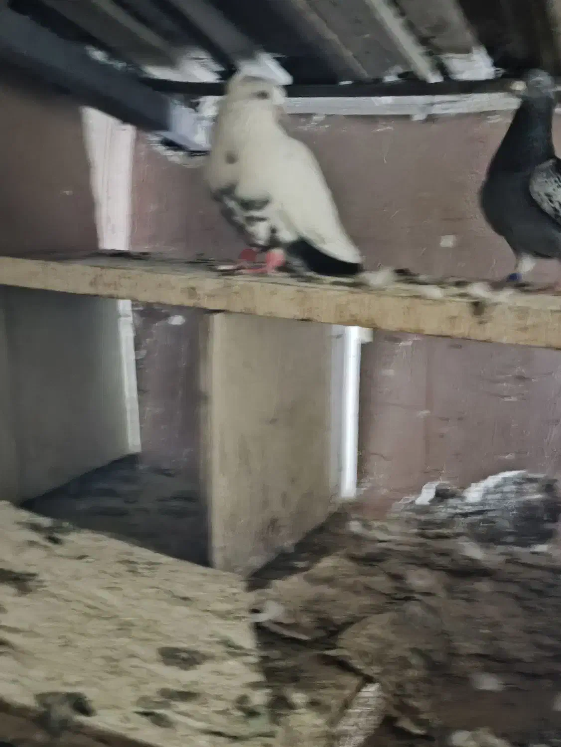 کبوتر رنگی|پرنده|اهواز, طالقانی|دیوار