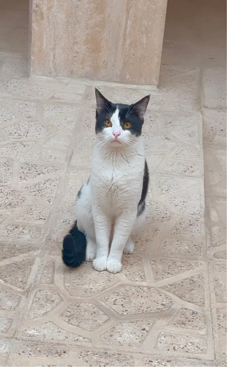 گربه گمشده خیلی عزیزه|حیوانات|بجنورد, |دیوار