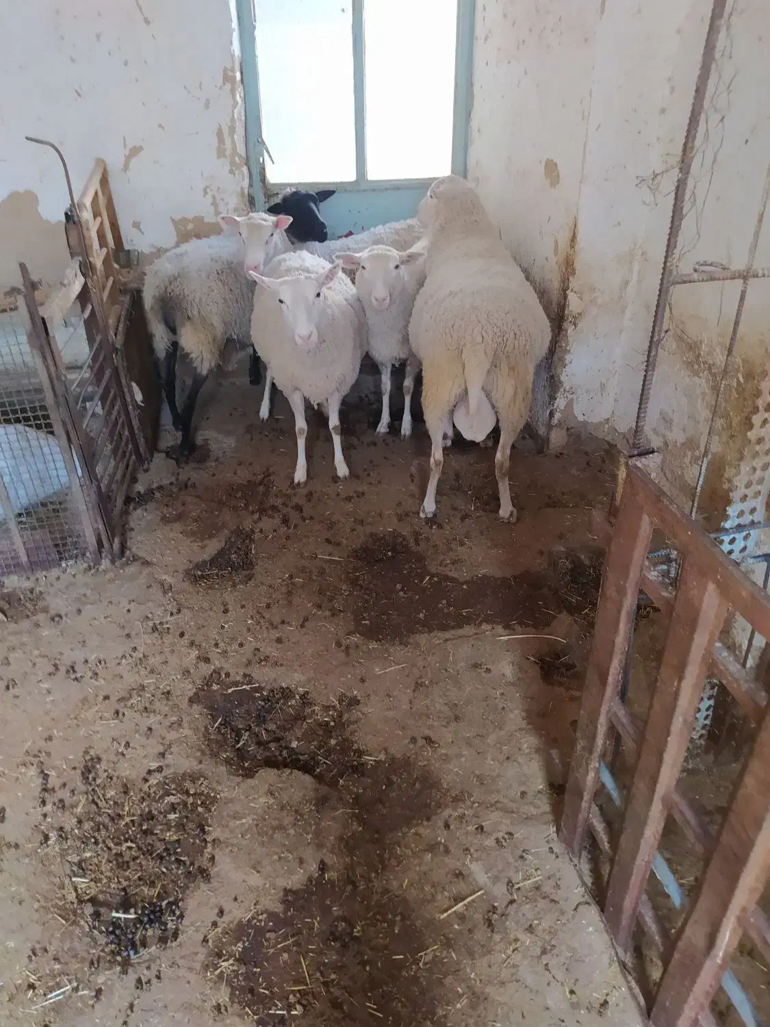 میش رمانف و رومن و ایلدوفرنس|حیوانات مزرعه|زالیان, |دیوار