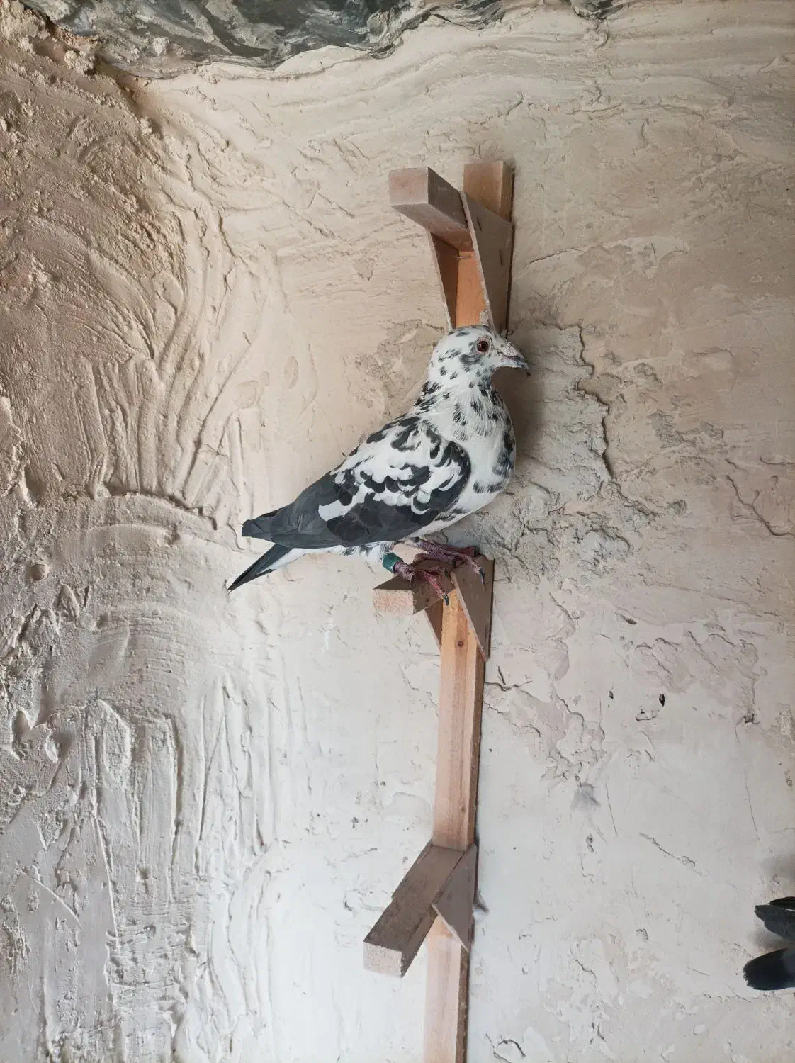 کبوتر پلاکی کشکی سینه سفید .کفتر|پرنده|خرامه, |دیوار