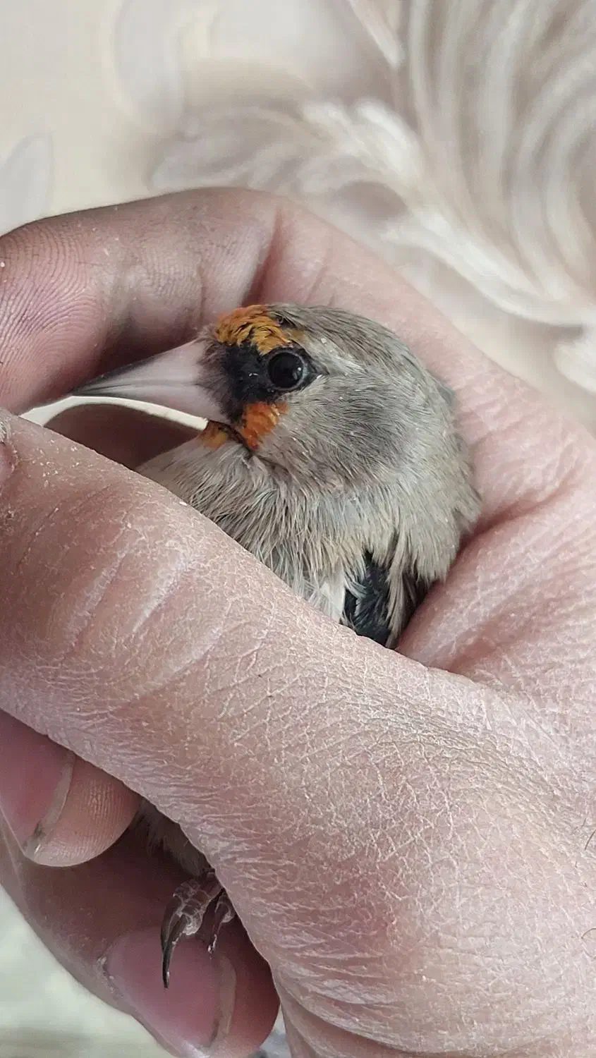 سهره نر|پرنده|ابریشم, |دیوار