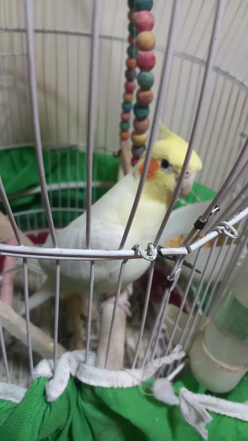 عروس هلندی|پرنده|فولادشهر, B2|دیوار