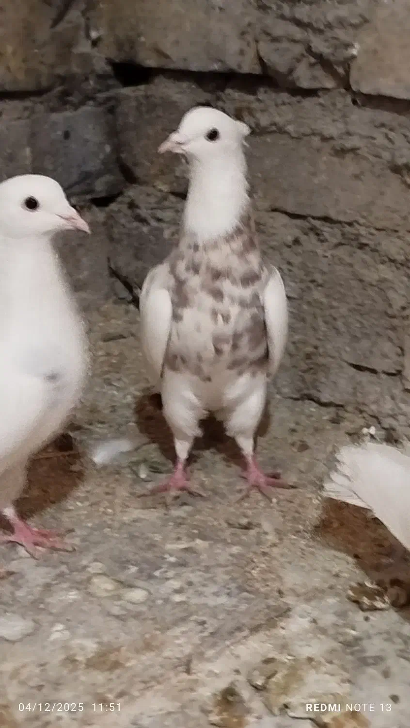 طوقی .کبوتر|پرنده|یاسوج, |دیوار