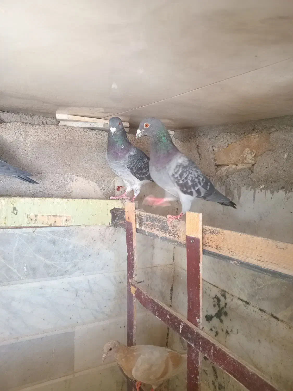 کبوتر|پرنده|تربت‌حیدریه, بازار|دیوار