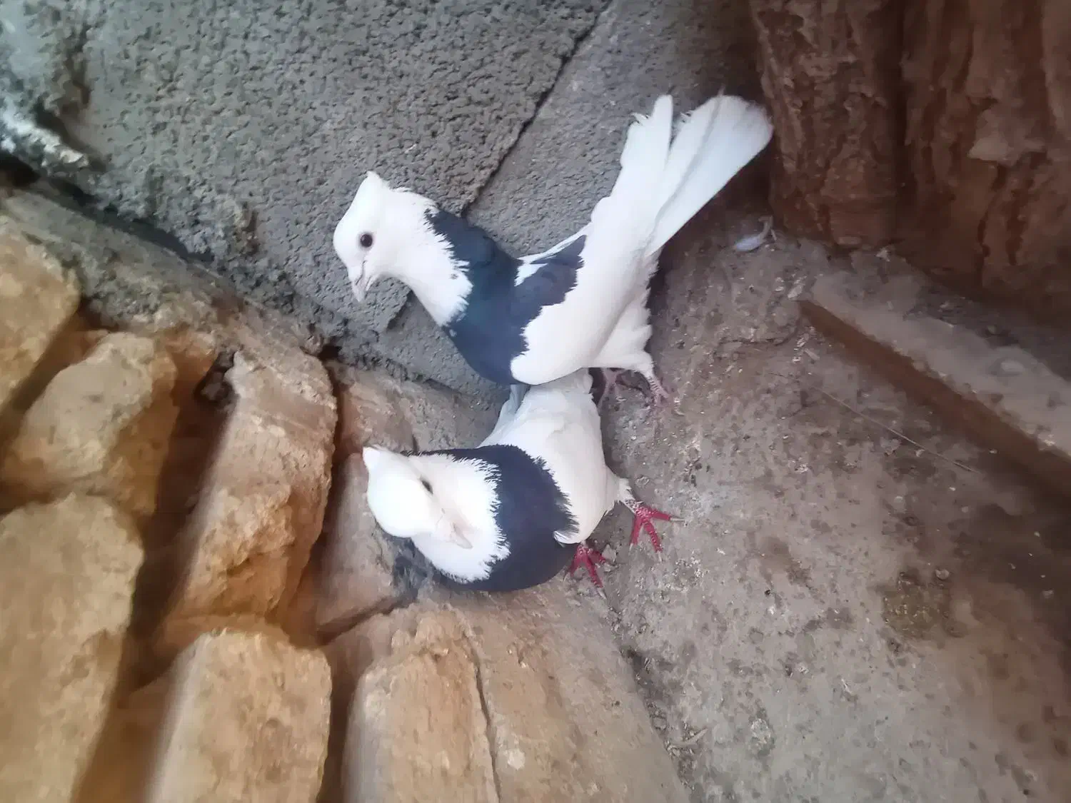 کبوتر طوقی روزگاری|پرنده|فرخشهر, |دیوار