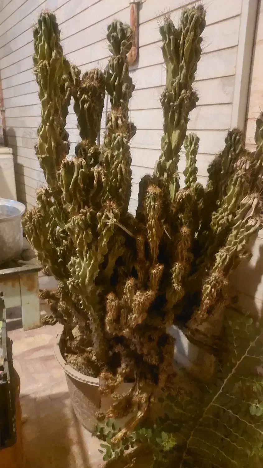 کاکتوس ارتفاع یه متری برای دکور و زیبایی|گل و گیاه طبیعی|کازرون, |دیوار