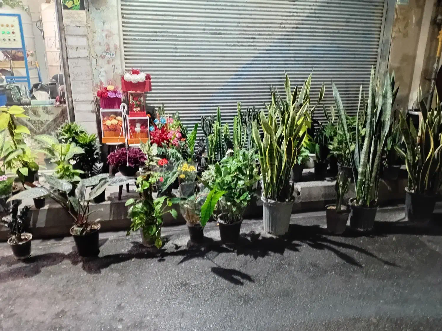 گل گیاه کامپکت انتریومب  گلدان|گل و گیاه طبیعی|قدس, شهر‌قدس|دیوار