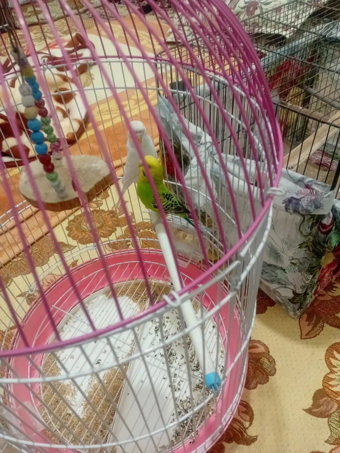 تعدادی عروس هلندی و مرغ به فروش میرسد|پرنده|قرچک, محمد آباد|دیوار