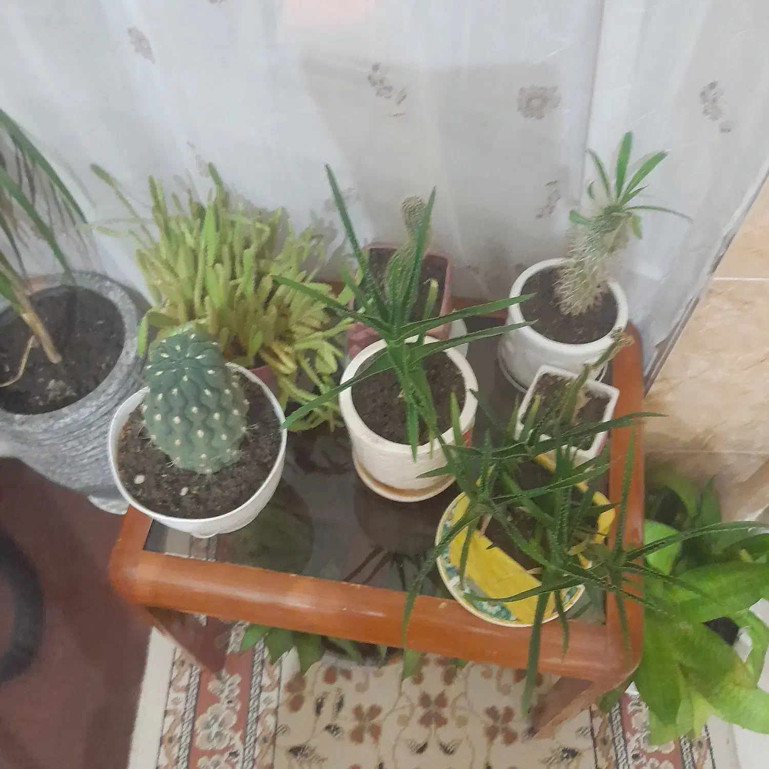 گلهای سرحال وزیبا|گل و گیاه طبیعی|زنجان, |دیوار