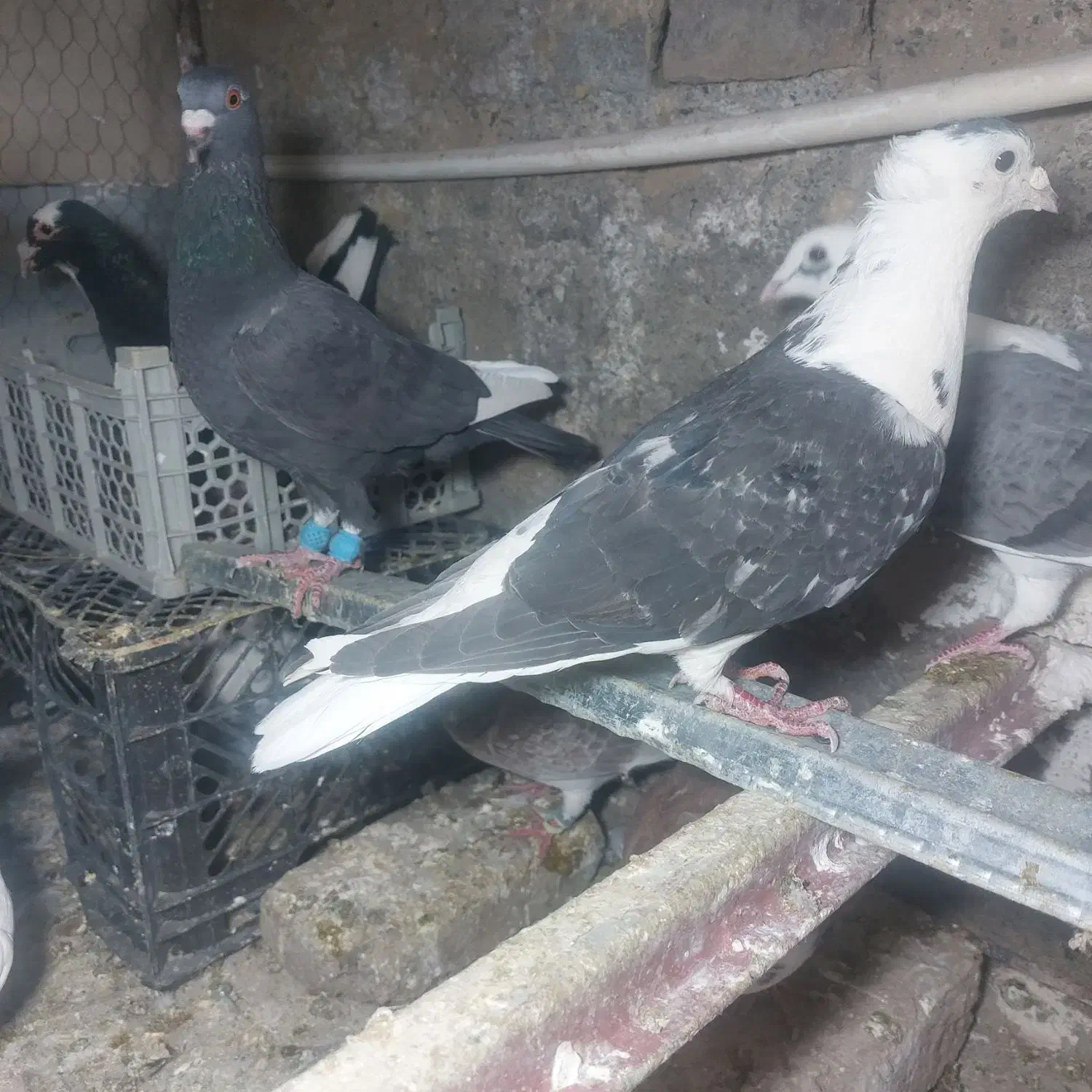 کفتر|پرنده|تربت‌حیدریه, کلاته توکلی|دیوار