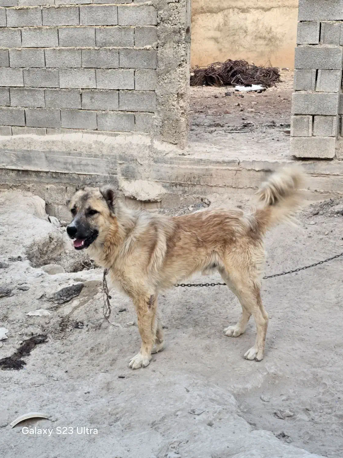 سراب نر اصیل|سگ|شیراز, ظفرآباد|دیوار