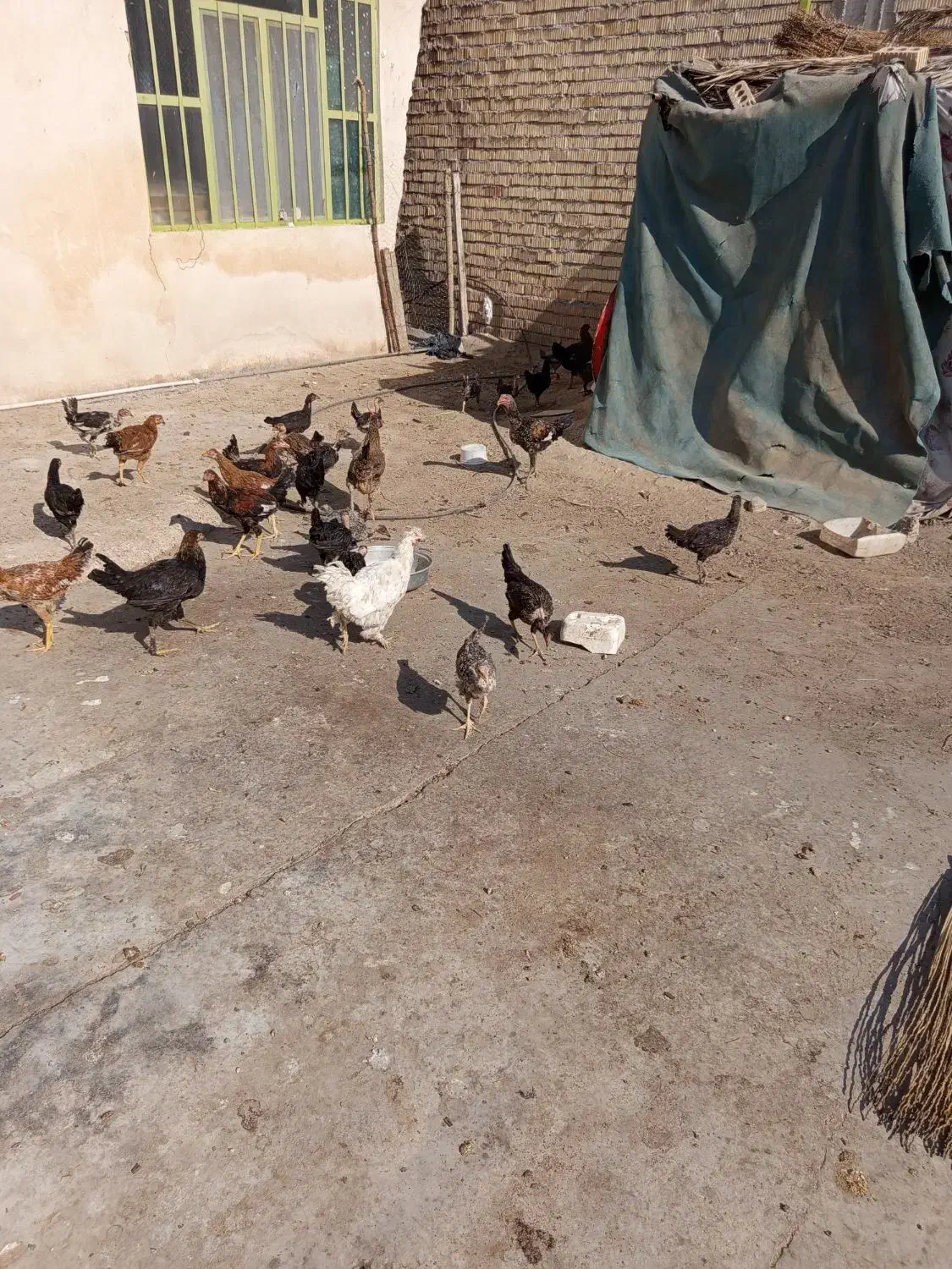 جیجه|پرنده|وحدتیه, |دیوار