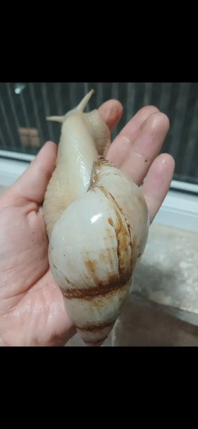 حلزونهایسالم|خزنده|تویسرکان, |دیوار