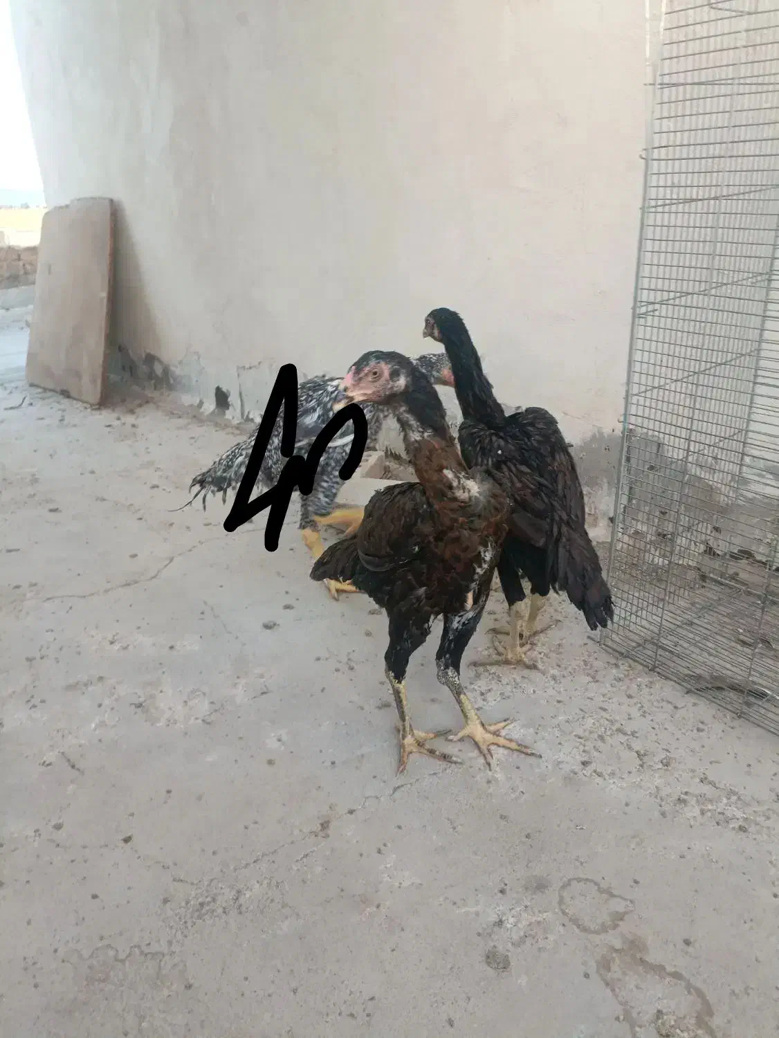جوجه مرغ لاری اوشاموافغان|حیوانات مزرعه|یزد, |دیوار