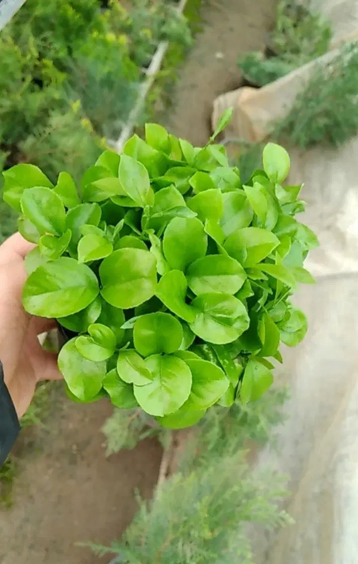 فروش سبزه نارنج|گل و گیاه طبیعی|ساری, |دیوار